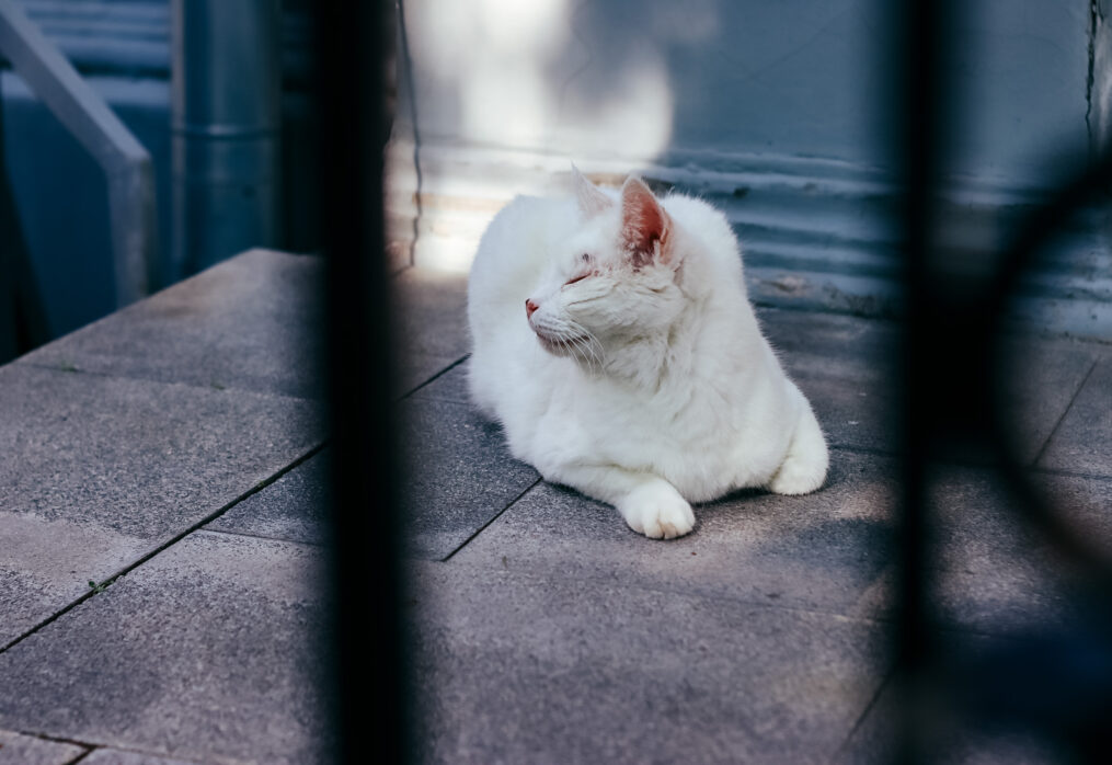 Котолаж: коты в искусстве